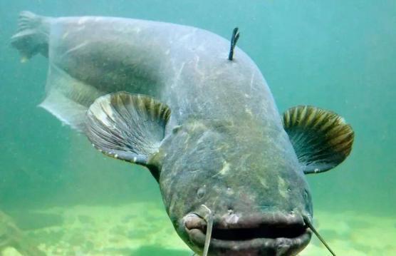 北极鲶鱼爆料博主视频,揭秘博主爆料视频背后的真相  第3张