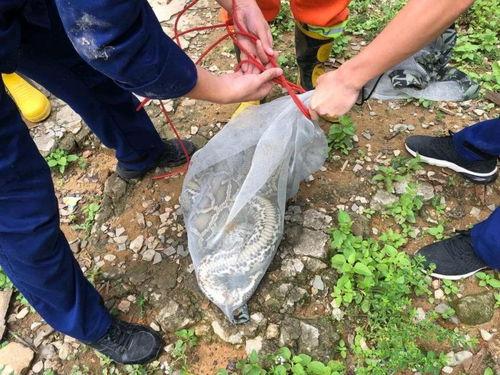 网友爆料出现大蟒蛇视频 第2张 网友爆料出现大蟒蛇视频 第2张